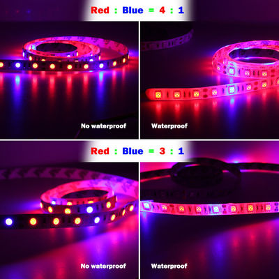 O 5:1 azul vermelho do 4:1 do 3:1 de DC12V DIY conduziu a luz 12V do humor cresce tiras claras para plantas